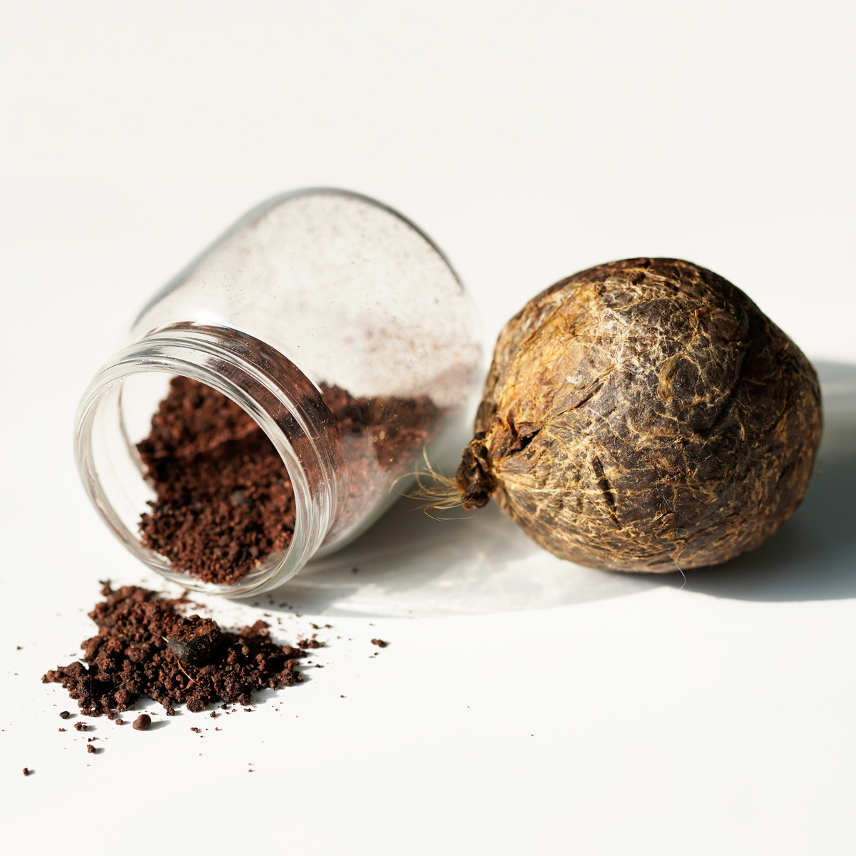 Tibetan Musk Grains